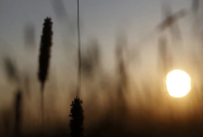 Sol går ner över fält